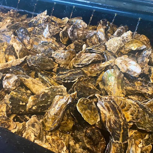 牡蛎処 桝政 室津本店