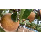 神戸観光なし園
意外と食べれないんだなぁ…