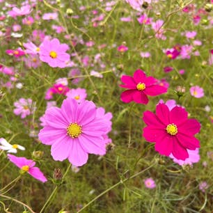 清住コスモス園