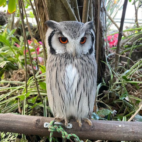 伊豆シャボテン動物公園