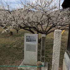 越生梅林に来ました
まだ少し早いかな？
咲いている梅は綺麗でした