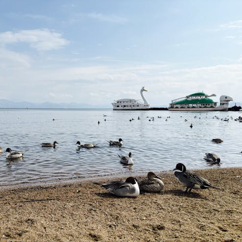 猪苗代湖の白鳥飛来地