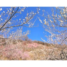 令和７年２月８日（土）～３月９日（日）まで開催されている、「第52回 筑波山梅まつり」へ🌸

5分咲きでしたが、綺麗な梅を観ることができました✨

春らしい陽気のなか、茨城グルメやつくばのお酒を楽しむことができました☺️

満開を迎えるのはこれからなので、ぜひ訪れてみて下さい！