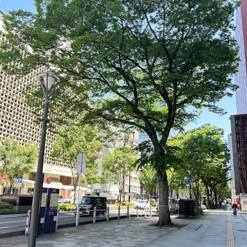 仙台・青葉まつり