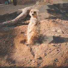 動物たちとの触れ合いが最高でした