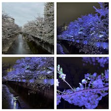 神田川に架かる橋の上からの眺めは素敵です🌸
桜越しに新宿の高層ビル、JR中央線の電車も見える。
夜にはライトアップも