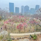 大阪城公園梅林

今年も少し早いですが
梅林を見に行きました♪
2025.3.2