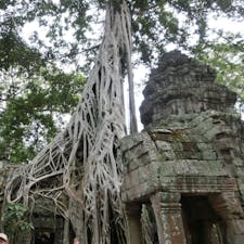 カンボジア：シェムリアップ

アンコールワット遺跡群✨
とにかくこんな感じの遺跡がゴロゴロある🏜
ここは映画『トゥームレイダー』に出てたところらしいです🖤