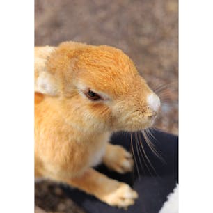 お久しぶりです。
今回は大久野島（うさぎ島）へ行ってきました！
この島では沢山の兎が生息しており、人懐っこい兎が多く、餌を貰いに近くへと走ってくる姿がとても可愛かったです！
（⚠️うさぎに自分から触ったり、手から直接、餌をあげないで下さい）

また、昨今の事件の影響もあり、島内を警察官の方々がパトロールして下さっています。

島内には廃墟もいくつか存在しており、島には興味深い歴史も存在しているので、機会があれば是非訪れて見て下さい！
