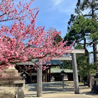 富山 射水神社
梅の見ごろでした
