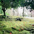 京都　城南宮

しだれ梅と落ち椿
