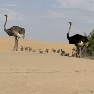 ウォルビスベイ自然保護区
ナミビア🇳🇦

四駆で砂漠を走っているとこんなに愛おしいダチョウのファミリーや、オリックスやスプリングボック（鹿の一種）に出会えました。