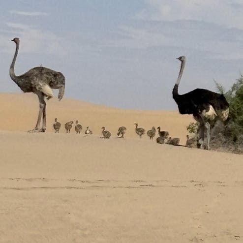 ウォルビス・ベイ