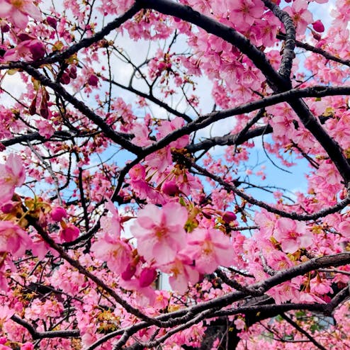 淀水路の河津桜