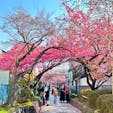 淀水路の河津桜

京都伏見淀に今年もきました
やっぱりいいです♪
綺麗で癒されます。
2025.3.20