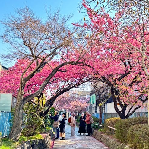 淀水路の河津桜