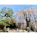 【千本釈迦堂（大報恩寺）】
早咲きで有名な阿亀（おかめ）桜