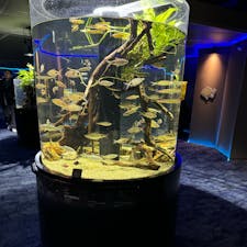 かわさき水族館
川崎ルフロン10階にあります。