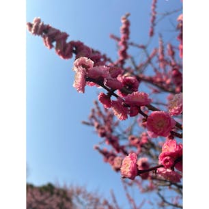 甲東梅林です

無料で見れますし大満足です🌸