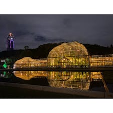 名古屋東山植物園
期間限定の紅葉ライトアップ🍁
#202411 #s愛知