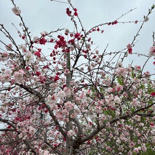 大阪城公園　桃園
仕事場の前が景色良くって
昼休みに歩きました。
桃の花が綺麗に咲いてます♪
2025.3.28