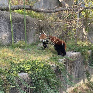 東山動物園
#202412 #s愛知