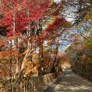東山動植物園
紅葉を観に行ってきました
#202412 #s愛知