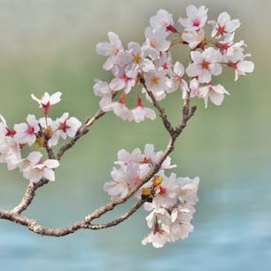 筑波山の麓にある北条大池。
池の周囲に桜並木があり、お花見をしながら心地よいお散歩が楽しめます。

#茨城県 #つくば市 #北条大池