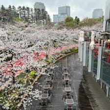 MIDTOWN BLOSSOM 2025 / Tokyo

あいにくの雨でしたが、今年も六本木・東京ミッドタウンで花見。桜を満喫できるイベントは4月13日まで開催中です♪

#tokyo #tokyosightseeing #tokyomidtown #cherryblossom2025 #bluemoon