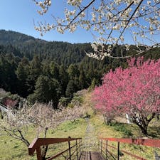 広橋梅林

奈良県吉野郡下市町
奈良の三大梅林の一つ
梅と山と青空が気持ちが良いです
2025.3.23