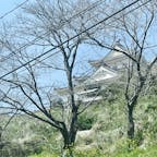 別府を一望でき、白蛇を触らせてもらえました！