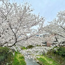 山口市
一の坂川
満開に近い桜が、とても綺麗でした。