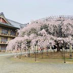 奈良県天理市　天理教教会本部の桜が見事を迎えています。

全国の信者からお供えされたという桜は、ヤマザクラ、シダレザクラ、アタミザクラ、エドヒガンザクラなど、種類も豊富。特に支柱で仕立てて大きく育ったシダレザクラは圧巻の美しさです。

信者の方以外も自由に観賞できますが、シダレザクラ付近に別席場という宗教施設があるので、静かに見るようにと掲示されています。