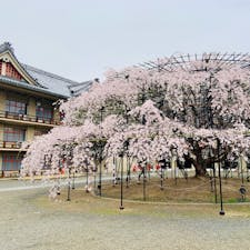 奈良県天理市　天理教教会本部の桜が見事を迎えています。

全国の信者からお供えされたという桜は、ヤマザクラ、シダレザクラ、アタミザクラ、エドヒガンザクラなど、種類も豊富。特に支柱で仕立てて大きく育ったシダレザクラは圧巻の美しさです。

信者の方以外も自由に観賞できますが、シダレザクラ付近に別席場という宗教施設があるので、静かに見るようにと掲示されています。