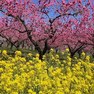 飯坂温泉を見下ろす小高い丘の「花ももの里」
花桃の木と菜の花が咲き乱れ、ピンクと黄色にあふれる山里は、現在三分咲き。
4月20日まで楽しめる予定です。

#福島県 #福島市 #飯坂温泉 #花ももの里