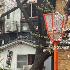 木屋町高瀬川の桜
無論京都です。


#サント船長の写真