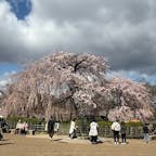 京都丸山公園の枝垂れ桜
此の桜は『一重白彼岸枝垂桜』で佐野藤右衛門さんが弱った桜を蘇られました、丸で三春滝桜の様に勢いが有りますね。

#サント船長の写真