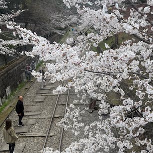 蹴上インクラインの桜



#サント船長の写真