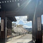 金戒光明寺の桜
京都市民から黒谷さんと言われて居ます。

#サント船長の写真