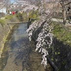 哲学の道の桜


#サント船長の写真