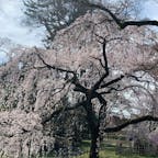 京都御所
近衛邸跡の糸桜
先の天皇陛下もご覧になりましたよ。


#サント船長の写真