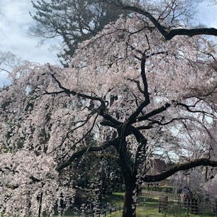 京都御所
近衛邸跡の糸桜
先の天皇陛下もご覧になりましたよ。


#サント船長の写真