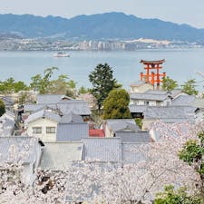 広島　宮島
あせび歩道から
鳥居と桜