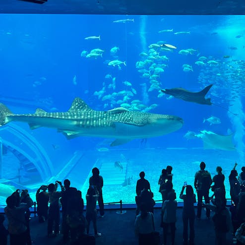 沖縄美ら海水族館
