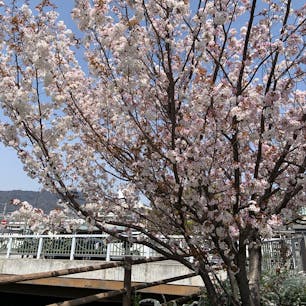 古くからの桜の名所として知られる夙川を散策。週末ということもあり、多くの人で賑わっていました。西宮市オリジナルの桜も2品種ほどあるようです。