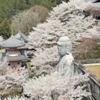 壷阪寺

桜大仏行ってきました。
ハイキングで歩きで行きましたので
こちらは外から撮ったものになります
2025.4.6