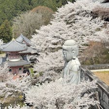 壷阪寺

桜大仏行ってきました。
ハイキングで歩きで行きましたので
こちらは外から撮ったものになります
2025.4.6
