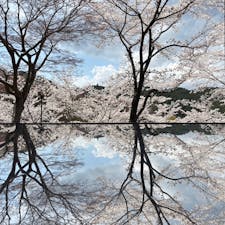 壷阪寺

中も参拝しましたが
オシャレな鏡面桜撮れたのです♪
めちゃくちゃ綺麗でした。
中で横から桜大仏とれる場所は
行列でしたので遠慮しました。
2024.4.6