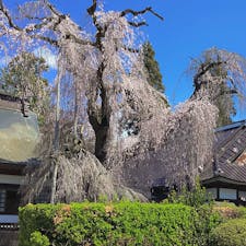 山梨　塩山市 慈雲寺の糸桜
満開はもう少し後かな?