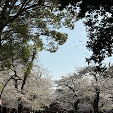 先週末の上野公園の桜
見頃をむかえ、たくさんの人たちで盛り上がっていました
昼の桜も、夜の桜もどちらも美しいです。

#上野
#上野公園
#桜
#お花見